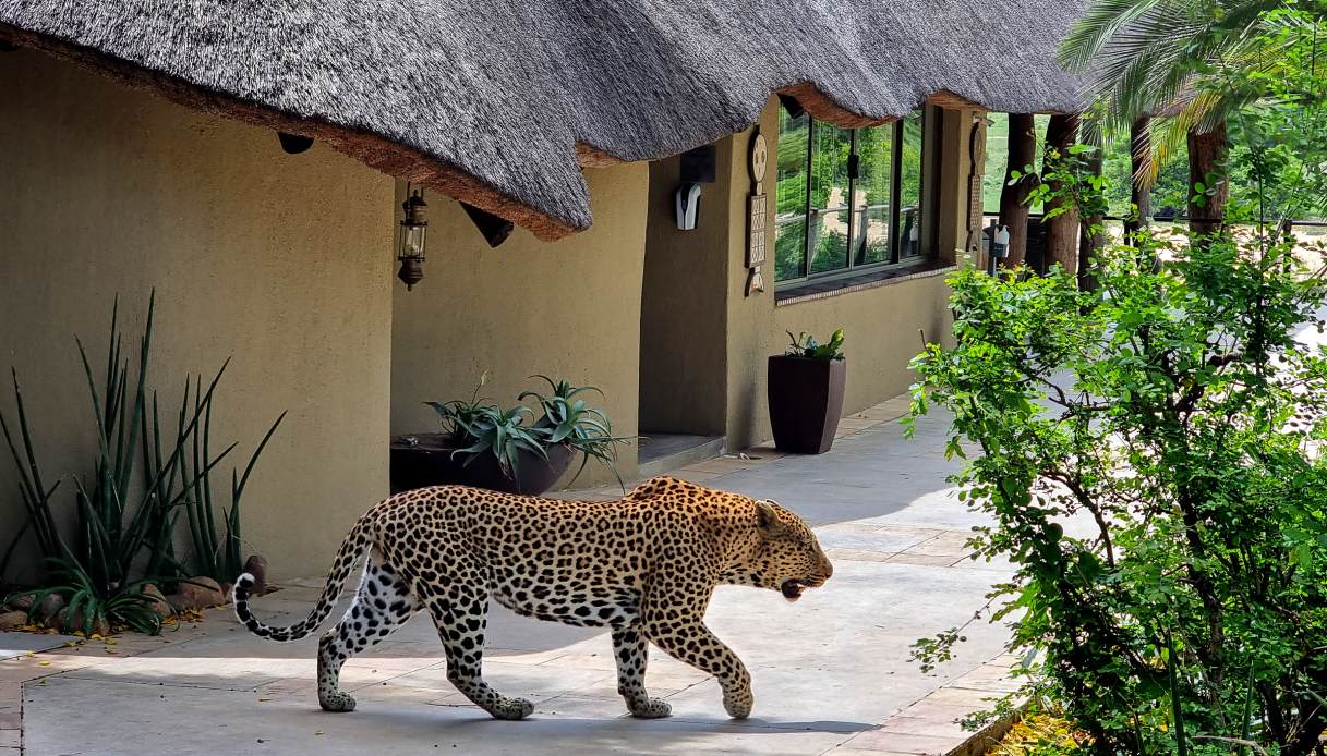 Simbabili Game Lodge Africa