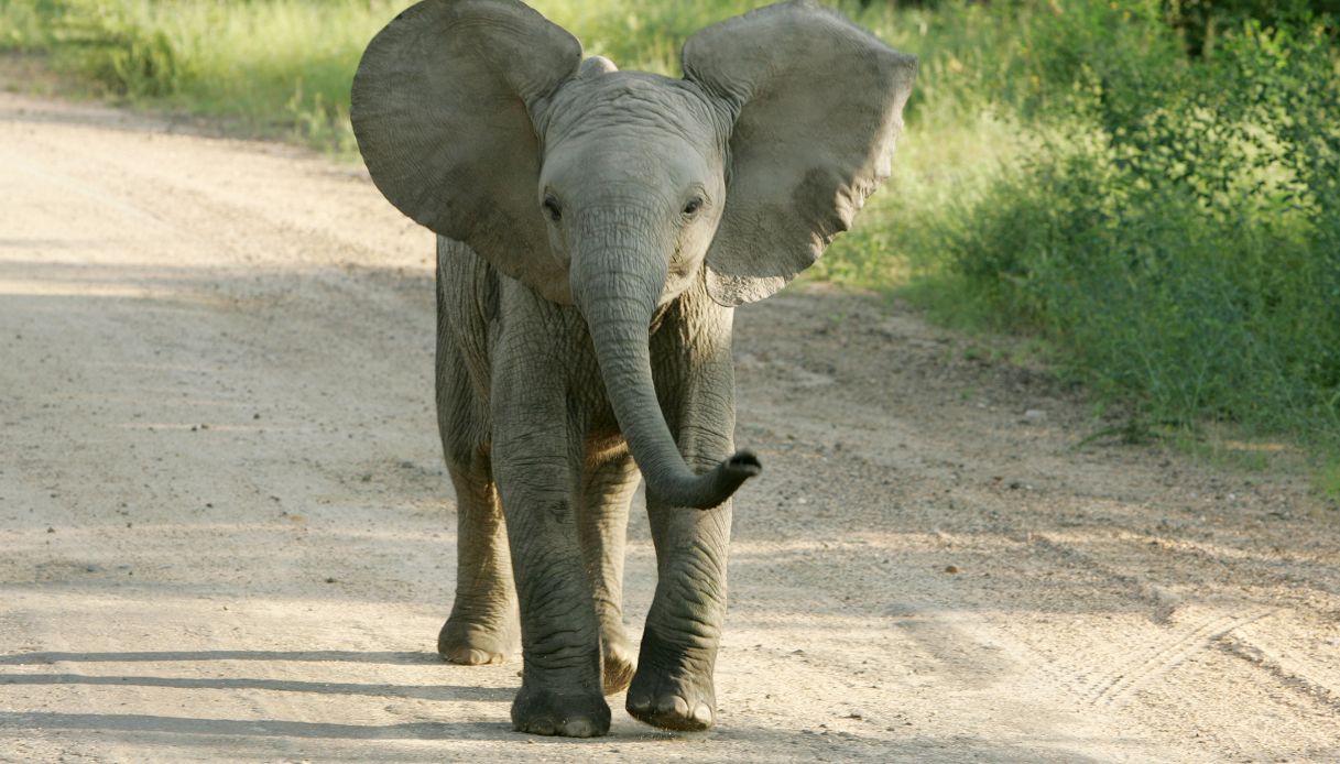 Il lodge con vista sui Big Five