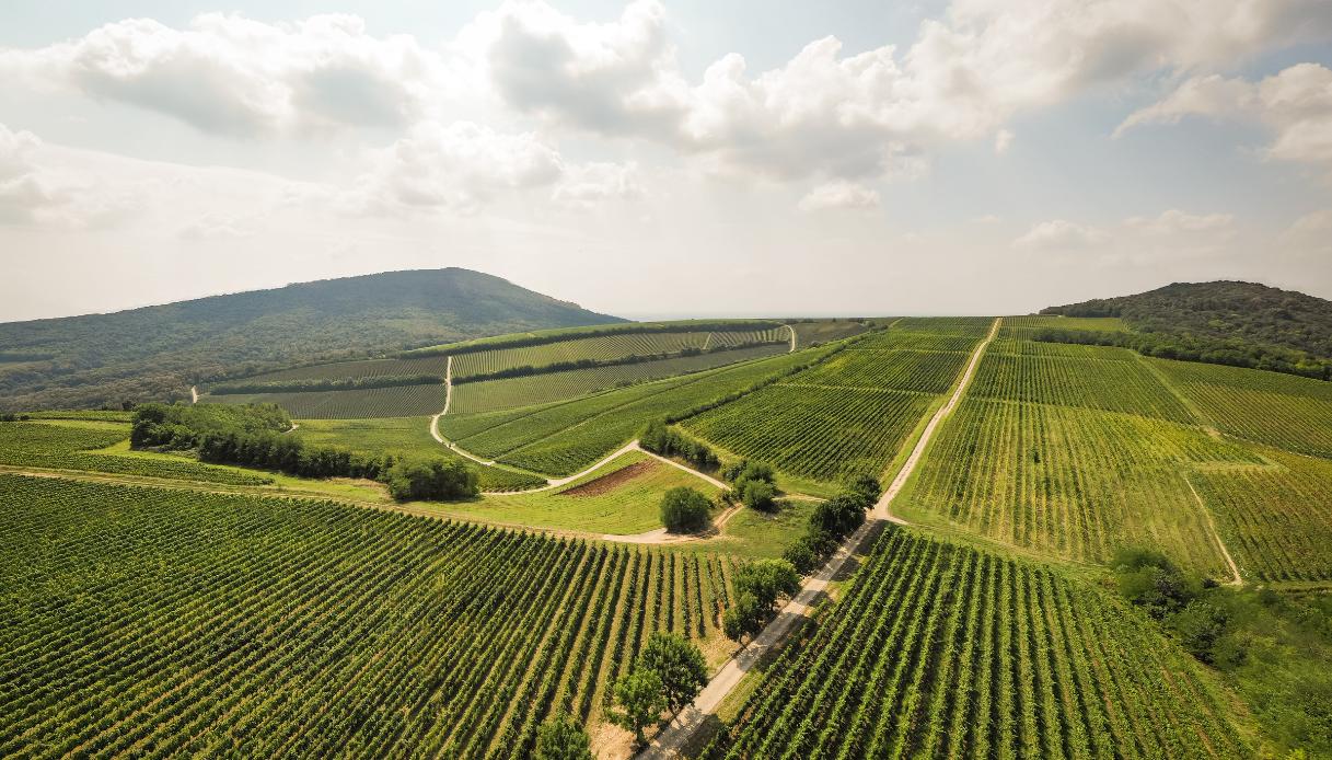 distretto vinicolo del Villány