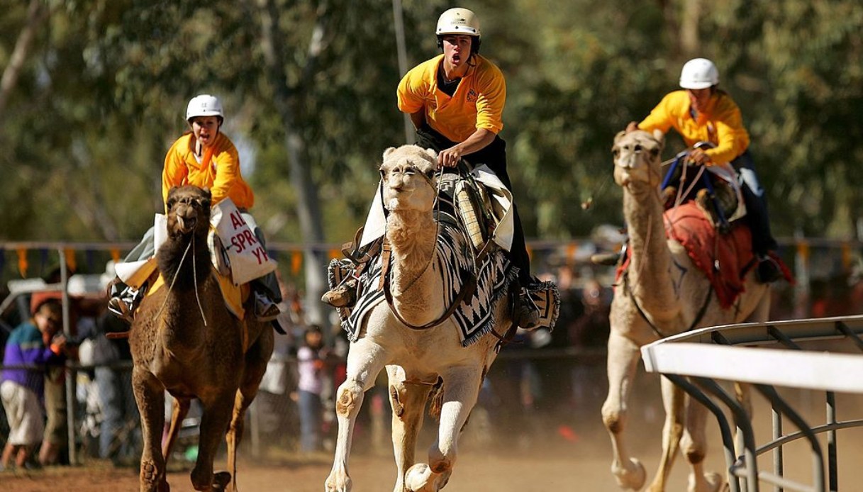 Camel Cup