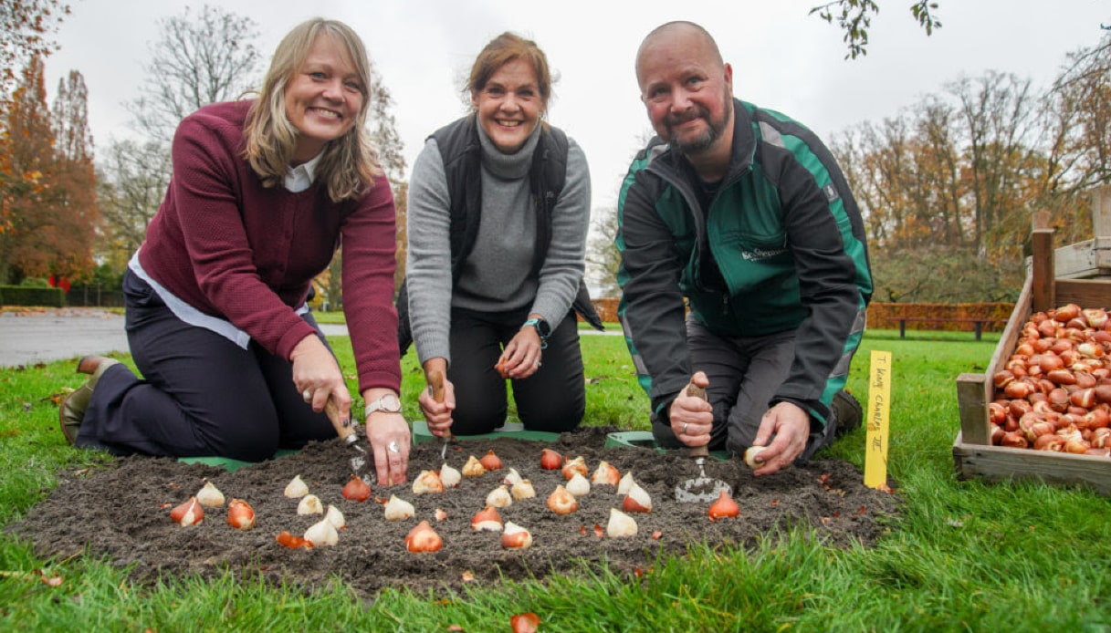 Keukenhof, il parco di tulipani Keukenhof ha una nuova specie floreale dedicata a Re Carlo III