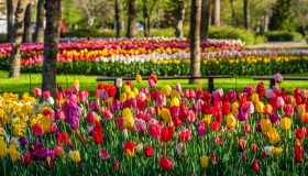 La classifica delle 10 fioriture più belle del mondo