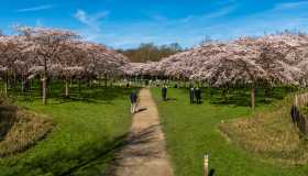 Fioriture dei ciliegi, le più belle d’Europa