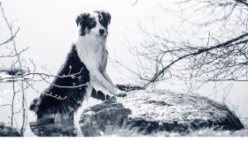 Ecco come organizzare una vacanza con il cane o il gatto