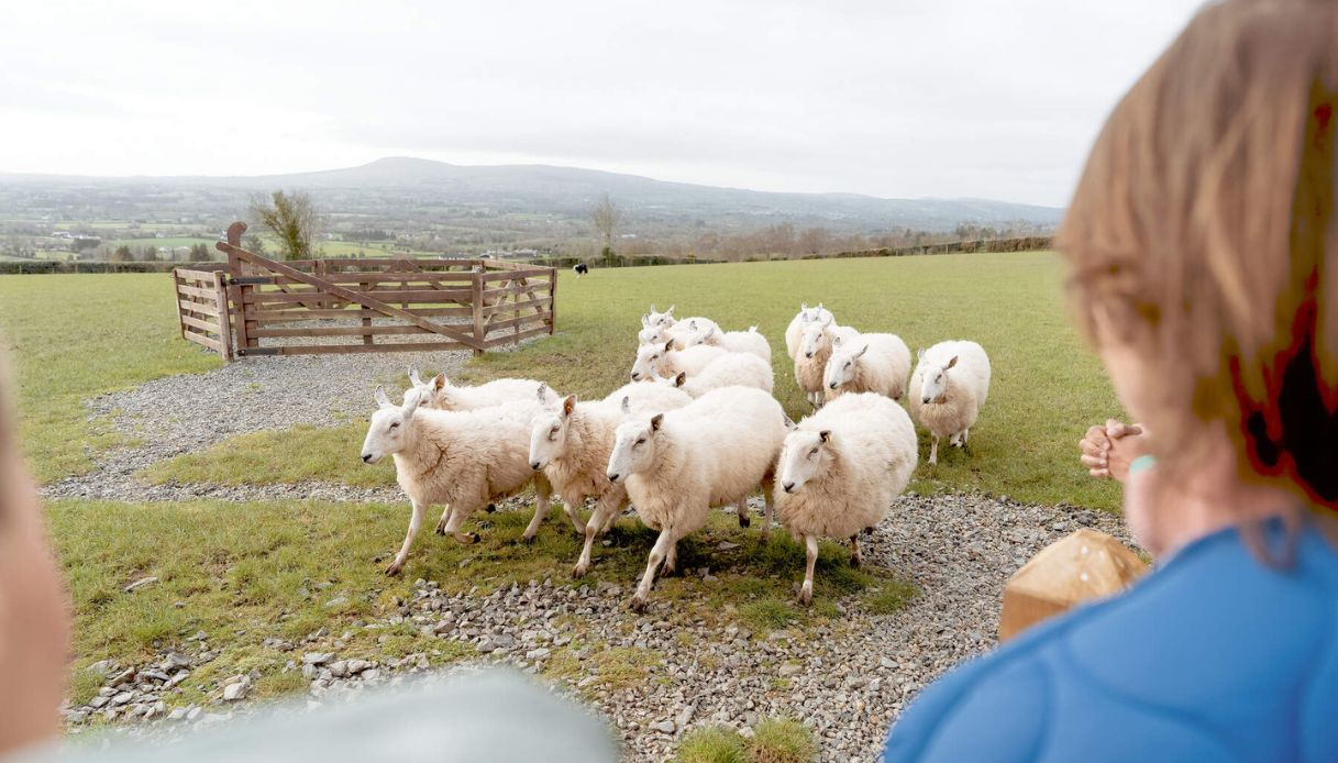 Lavorare in Irlanda in cambio di vitto e alloggio