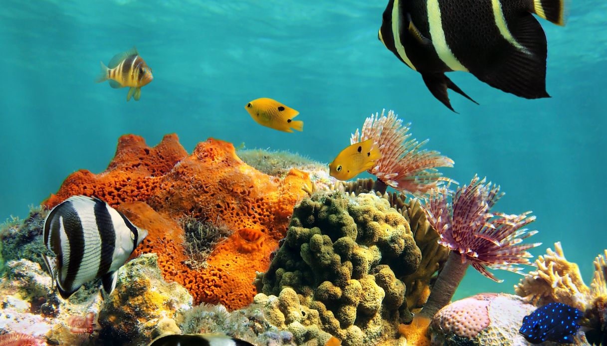 Fondale marino Tropicale