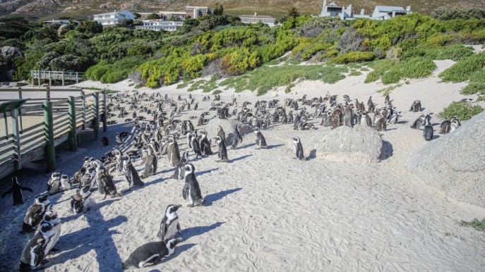 Boulders Beach, la spiaggia dei pinguini africani