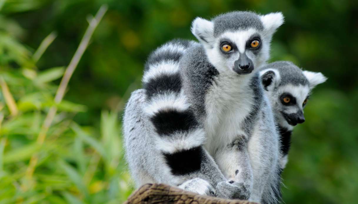Lemuri
