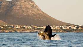 Hermanus, la città dove le balene sono ovunque