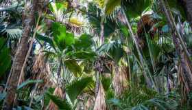 Eco turismo alle Seychelles: iniziative sostenibili nel cuore dell’Oceano Indiano