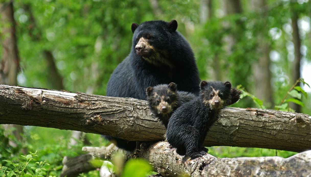 orso dagli occhiali