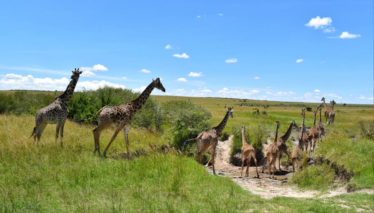 All'interno del National Park di Nairobi scoprire le giraffe masai