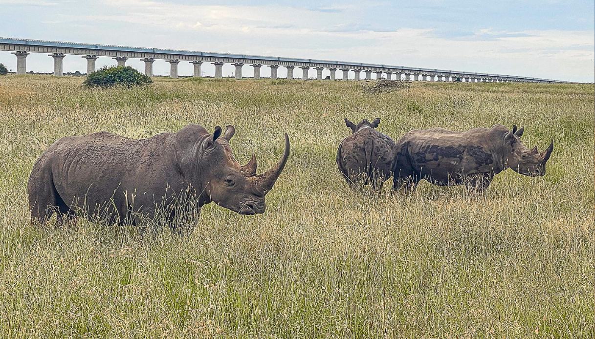 Rinoceronti nel parco di Nairobi
