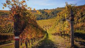 Le sagre dell’uva e del vino in Italia