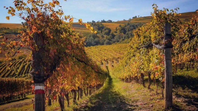 Le sagre dell’uva e del vino in Italia