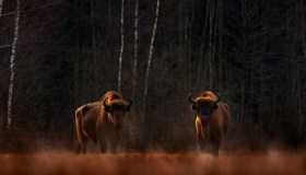 La Foresta di Białowieża, alla scoperta dell’oasi dei bisonti