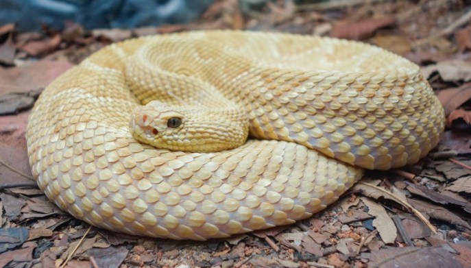 Serpente isola pericolosa Brasile