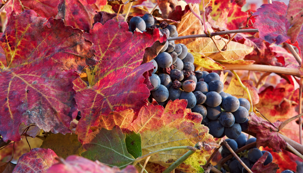 Cantina Sociale di Quistello