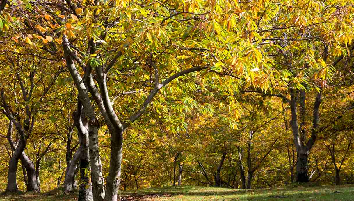 L’autunno è la stagione della Romagna Toscana