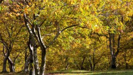 L’autunno è la stagione della Romagna Toscana