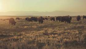 Stati Uniti nella top list dei viaggiatori italiani