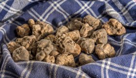 Dove si trova il tartufo in Italia? I luoghi migliori per organizzare una caccia