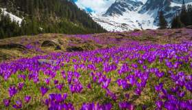 La fioritura dello zafferano è spettacolare: ecco dove possiamo ammirarla