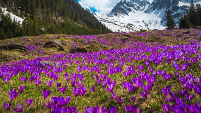 La fioritura dello zafferano è spettacolare: ecco dove possiamo ammirarla