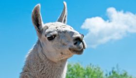 L’aeroporto in cui puoi alleviare la tua ansia di viaggio grazie ai lama